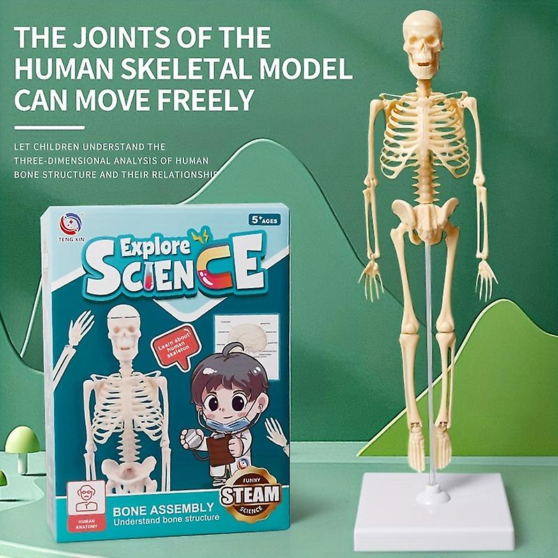 Human Skeleton  Puzzle Toys Allow Children To Understand The Physiological Structure Of The Human Body And Cultivate Scientific Thinking