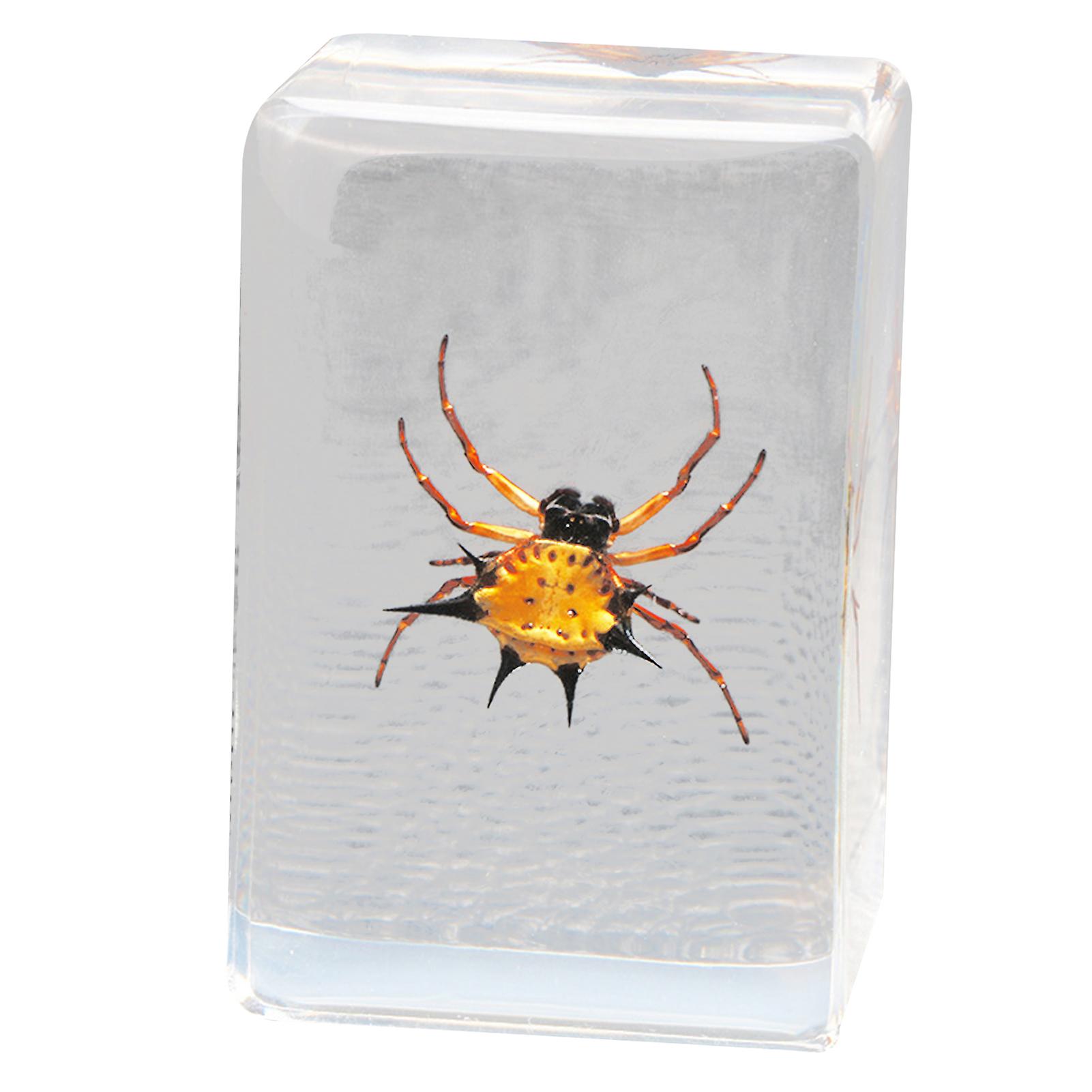 Beautiful Insect In Resin Animal Collection Paperweight for Office Desk for Men Women Biology