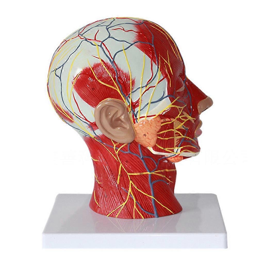 Kopf Anatomie Modell Menschliche Nasenhöhle Rachen Anatomie Modell Menschlicher Pharynx Larynx Anatomie Modell mit Blutgefäß Nerv
