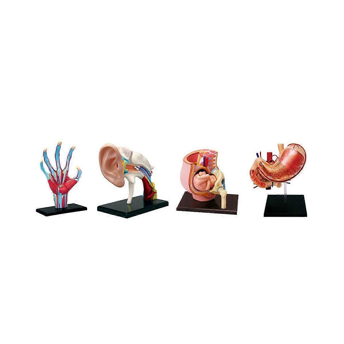 -Torso Human Body Model Removable Parts Education Organs Model for Teaching Study Class Students(Ea