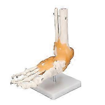 Menschliches Fußmodell Anatomische Knöchelskelettknochen mit Band 1 zu 1 lebensgroße Form