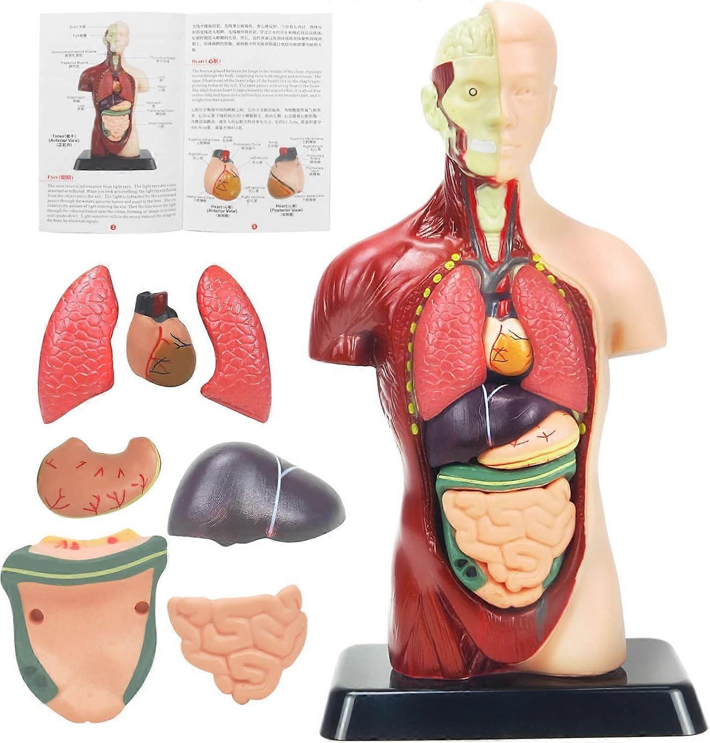 Large Human Anatomy Model for Kids Ages 38, Interactive DIY Educational Science Kit