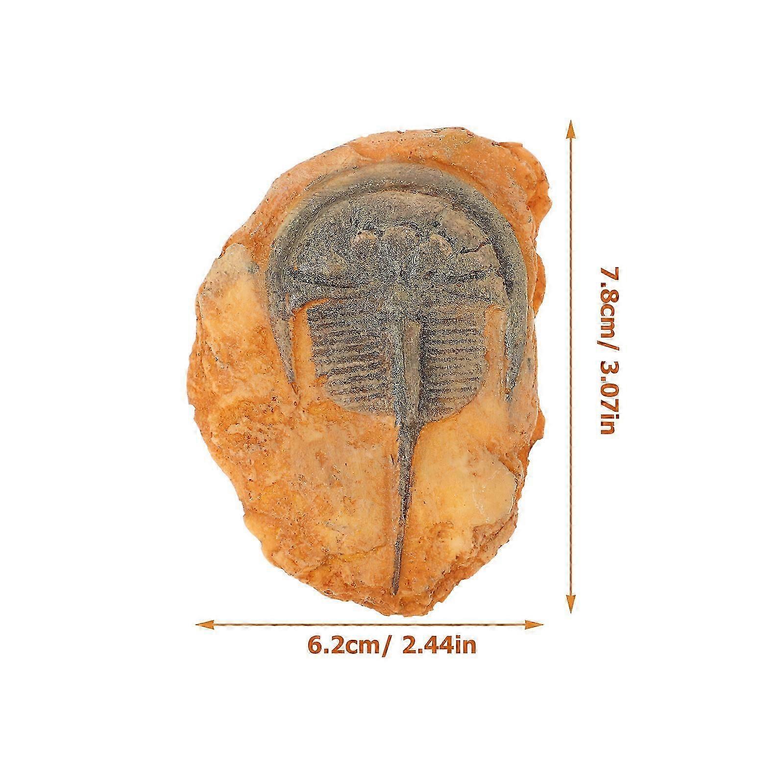 Paleontological Insect Specimen Decoration for Educational Teaching