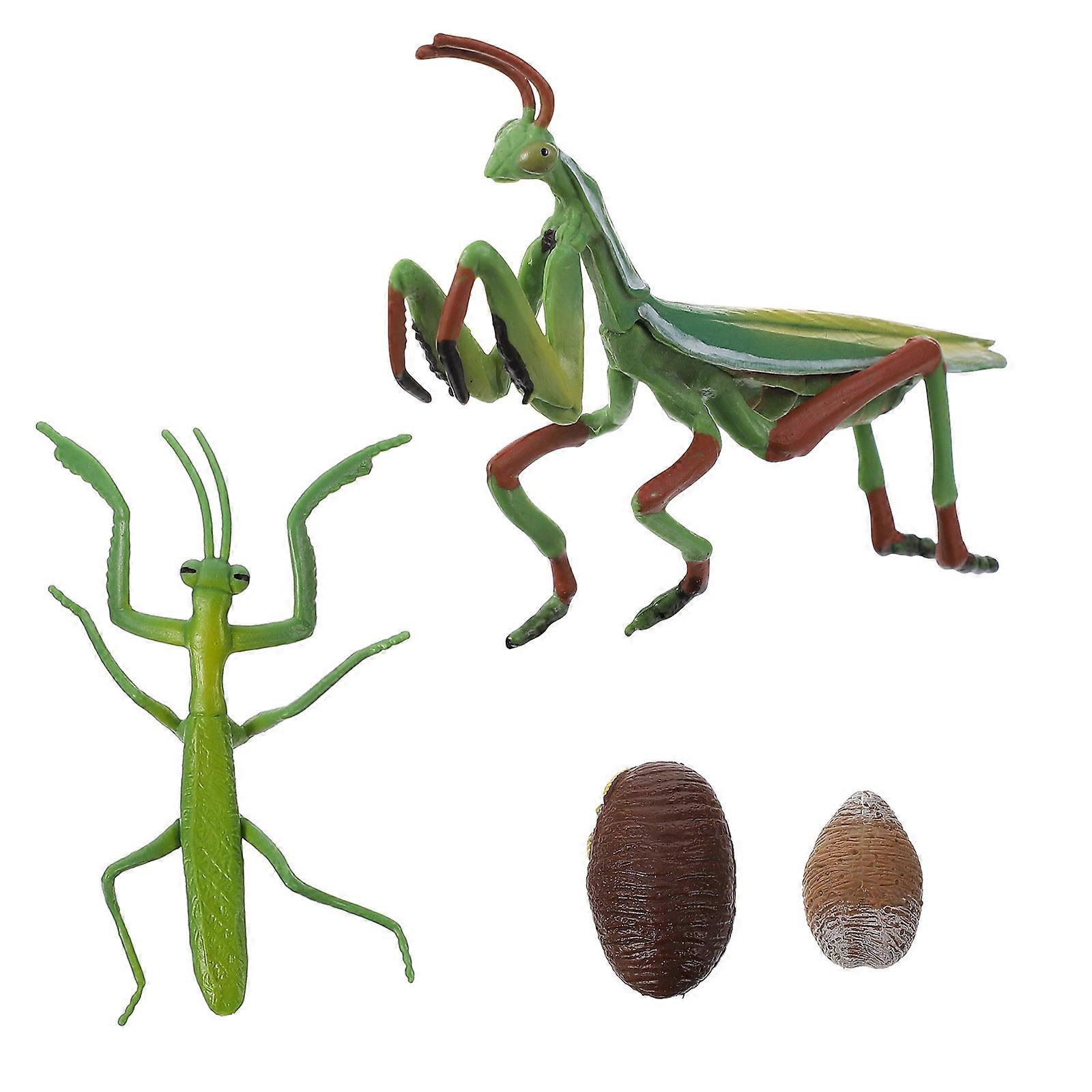 Here's a detailed description of a **Realistic Mantis Life Cycle Figure** designed as an educational teaching aid for early childhood learning: