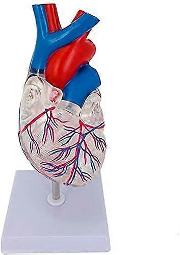 Life Size Human Heart Anatomy Model with ColorCoded Structure for Medical Teaching