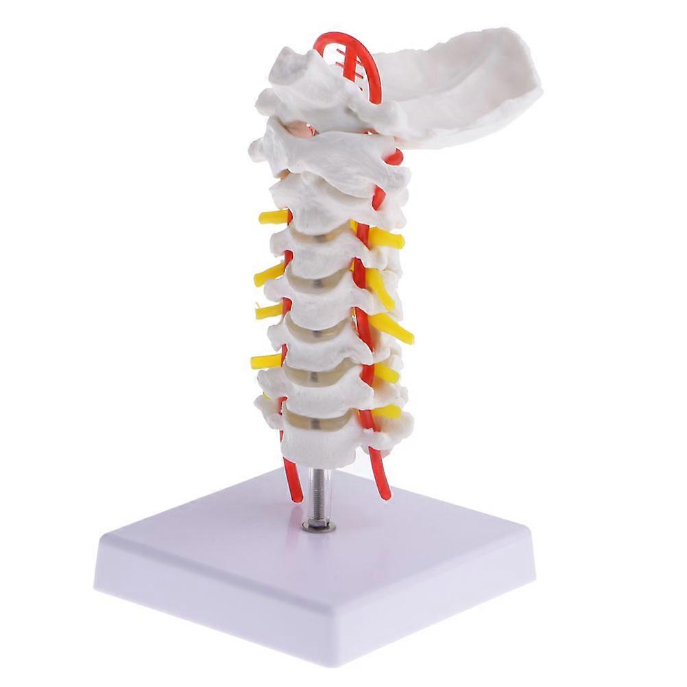1pc Cervical Spine Model Simulation Intervertebral Medical Model Teaching Prop