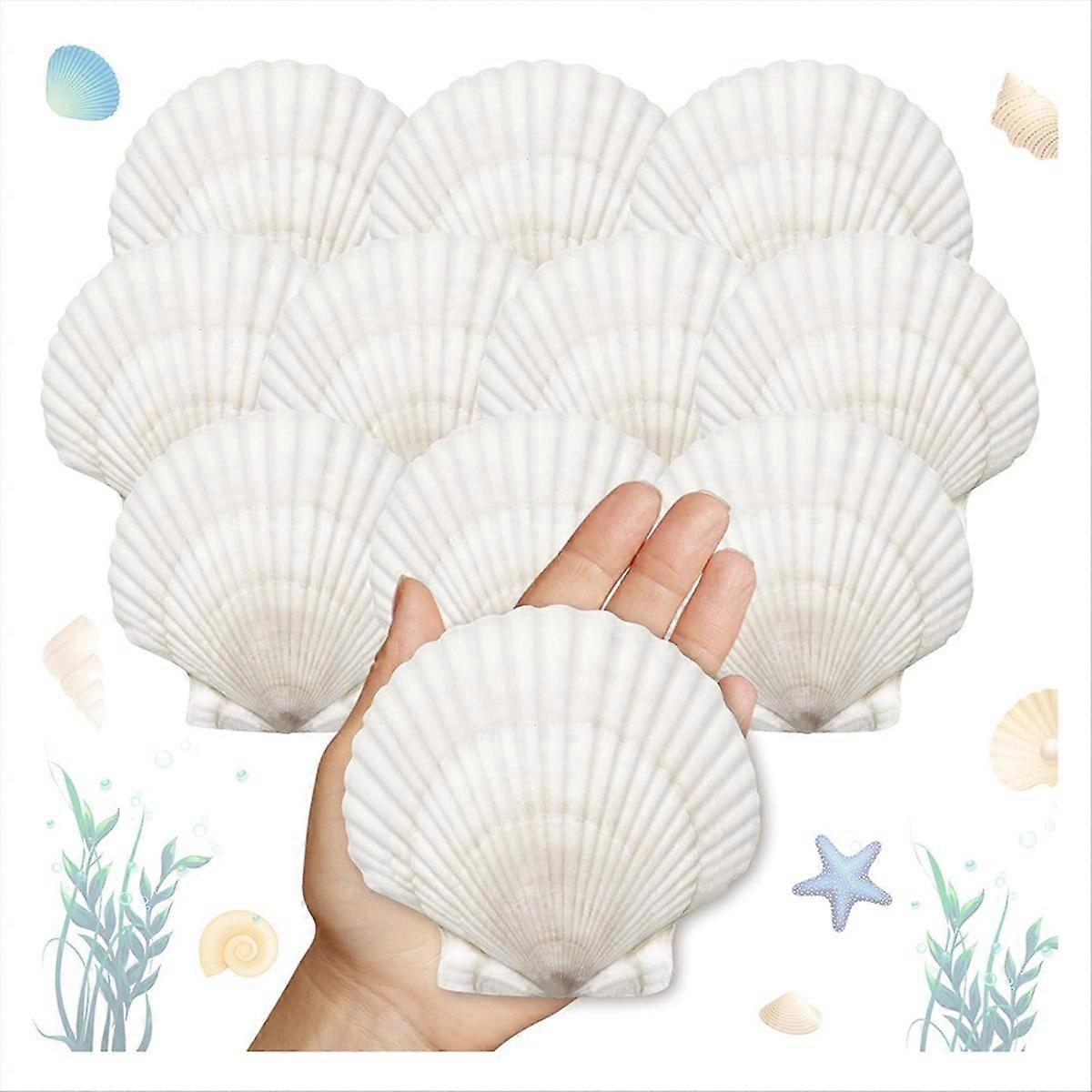 25pcs Large Scallop Shells for Crafts 4-5inch White Scallop Shells