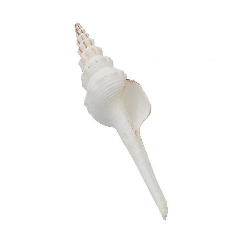 Fusinus Colus Decorative Seashell For Home And Office Display