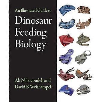 En illustrert guide til dinosaurfôringsbiologi