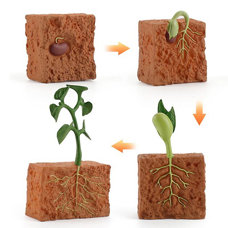 Simulation Life Cycle Of A Green Bean Plant Growth Model Action Educational Toys