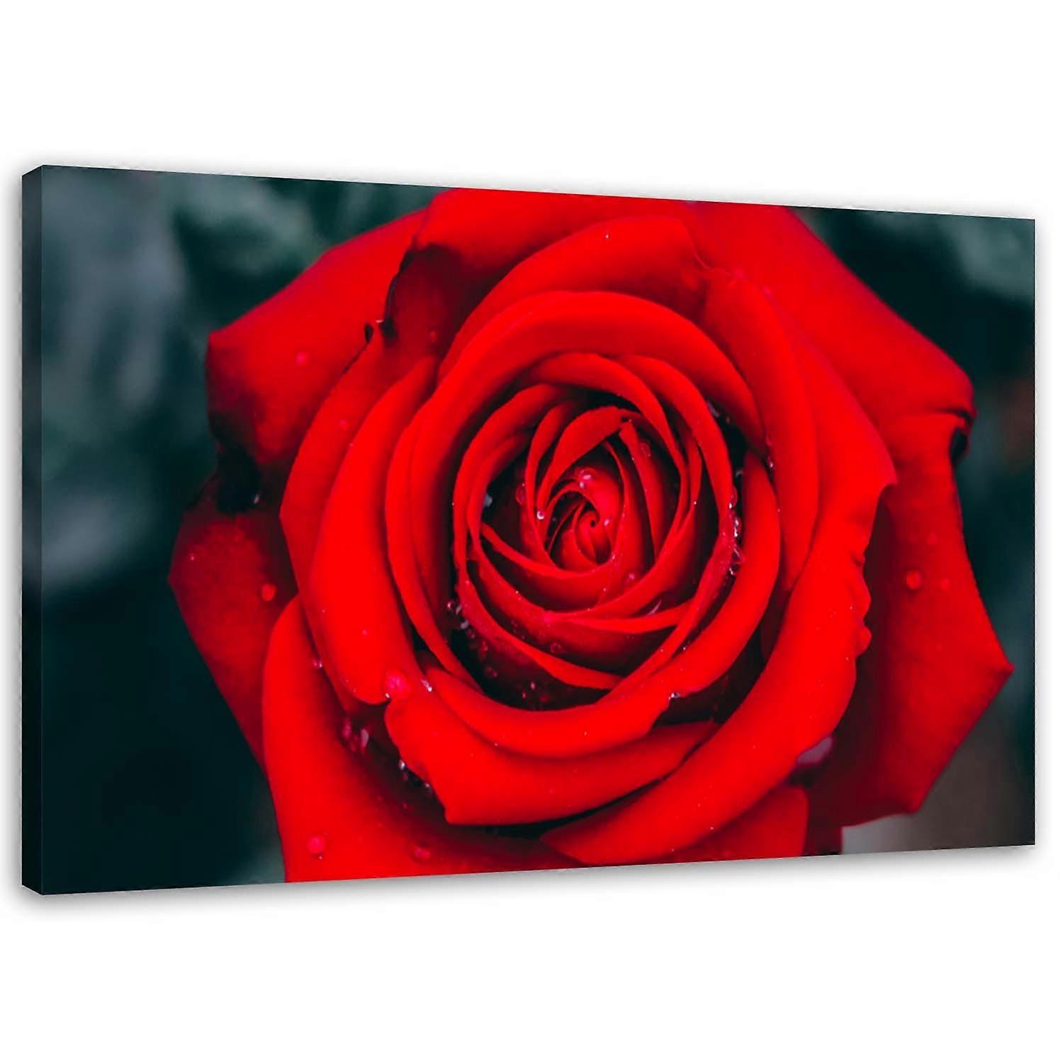 Leinwandbild, Eine schöne rote Rose - 120x80