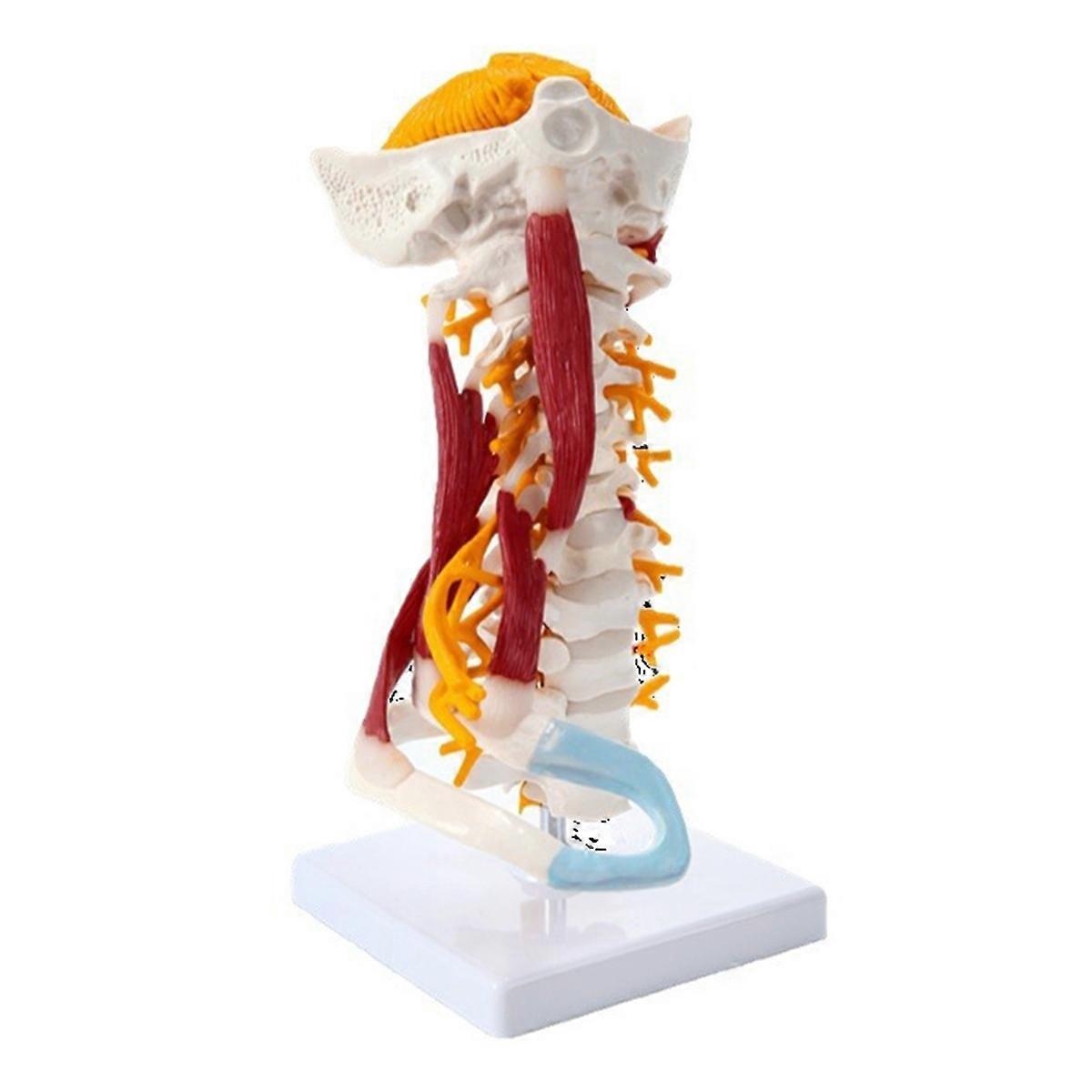 1:1 Life Size Cervical Vertebrae Vertebral Body Cervical Spine Nerve Model Human Anatomy Spinal Cord Cervical Vertebrae
