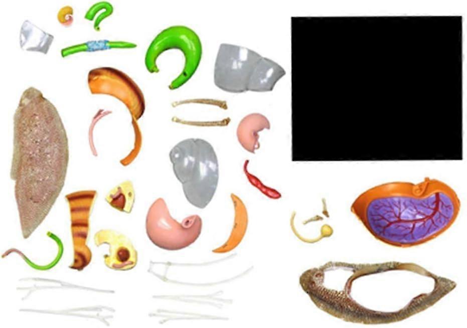 4D Visual Snails Anatomical Model 32 Detachable Organs, Educational ...