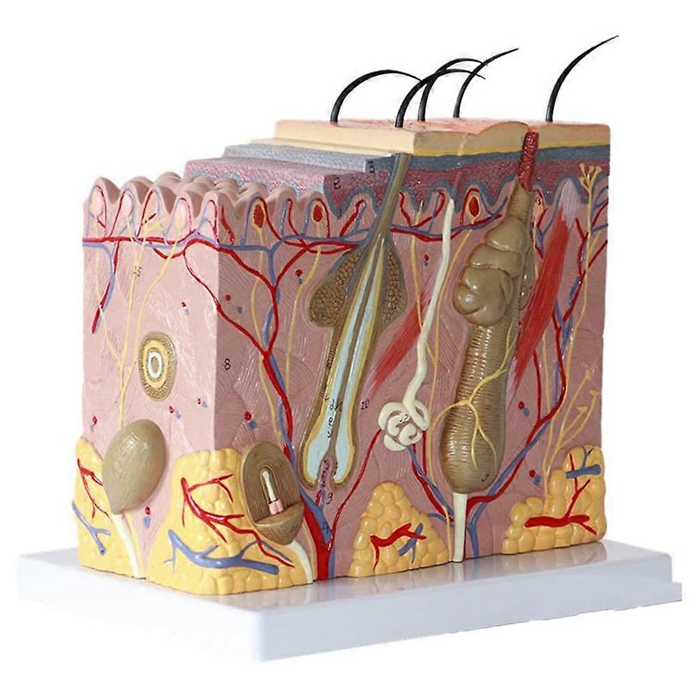 50X Enlarged Anatomical Skin Model for Classroom Display Teaching