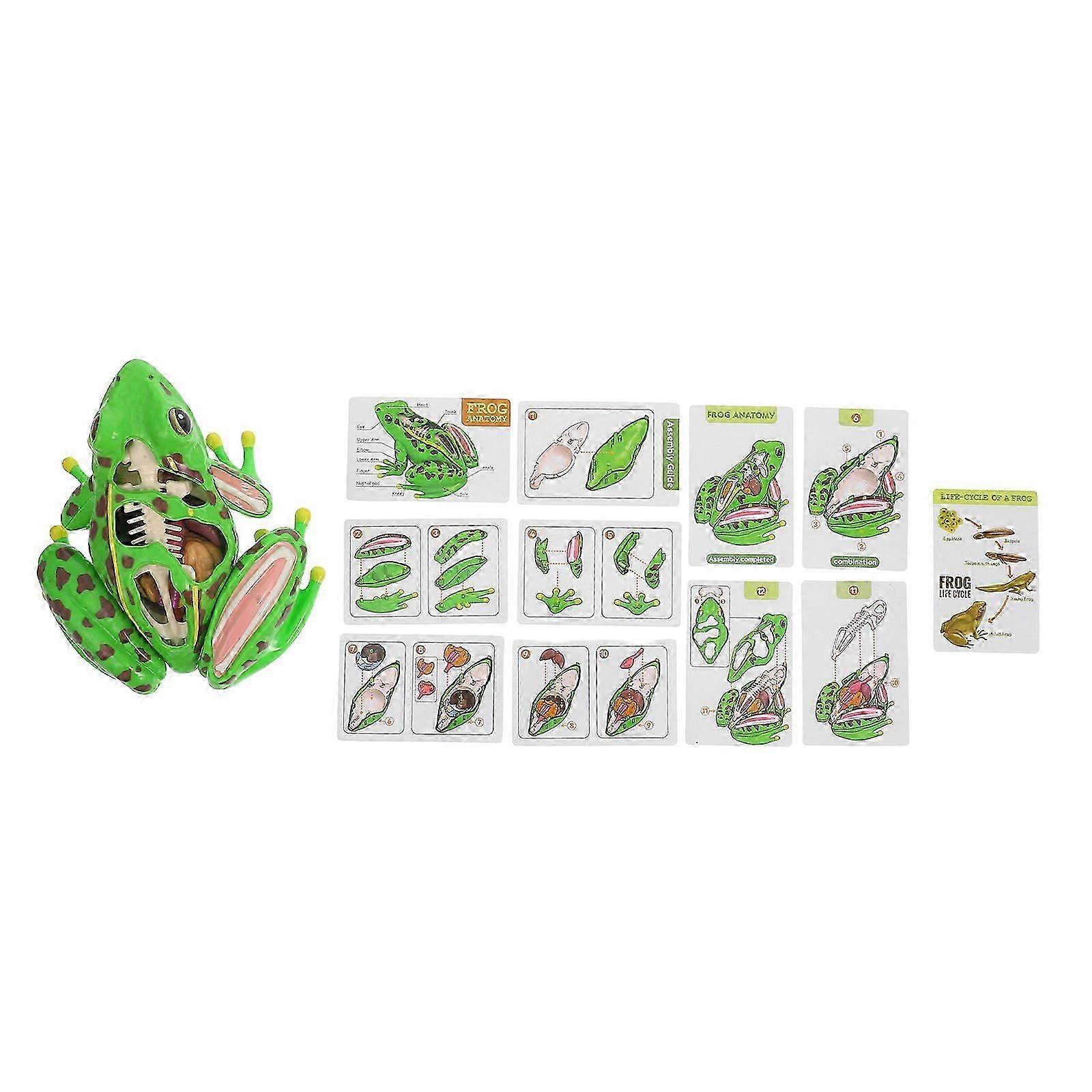 Frog Anatomy Educational Model for School Science Teaching Interactive Kit