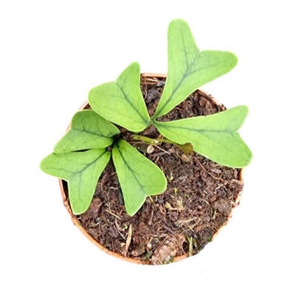 Schefflera triangularis Ø7cm