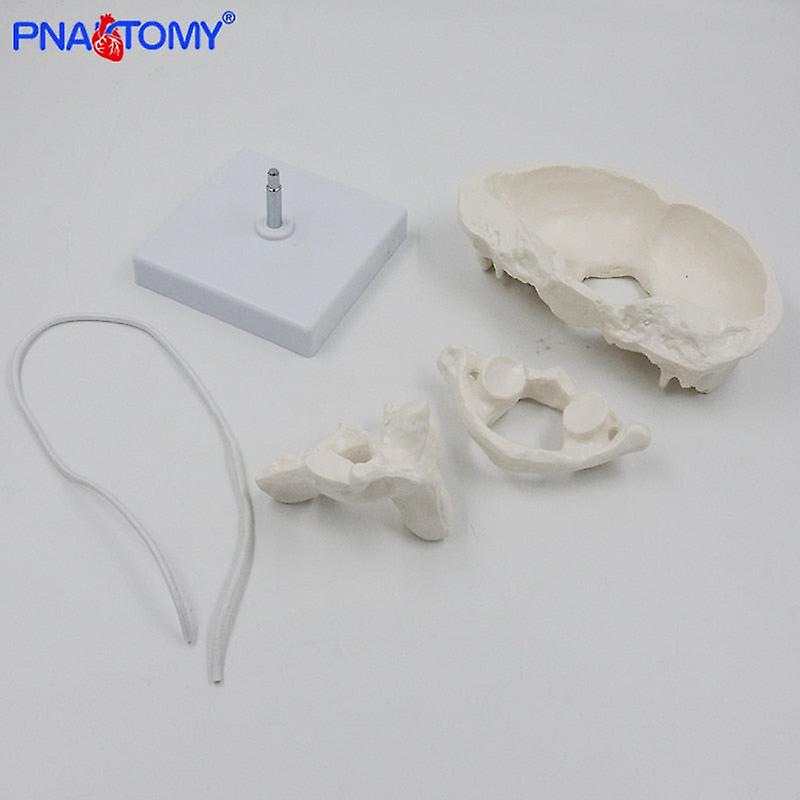Enlarged Detachable Human Cervical Vertebra Atlas And Axis Bone Spine ...