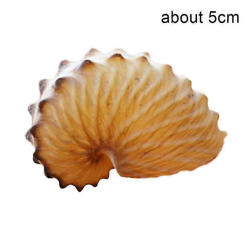About 5CM (A) $ Natural HLBK wide boat octopus stern specimen snail boat octopus collection gift decoration decoration SH