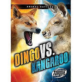 Dingo gegen Känguru