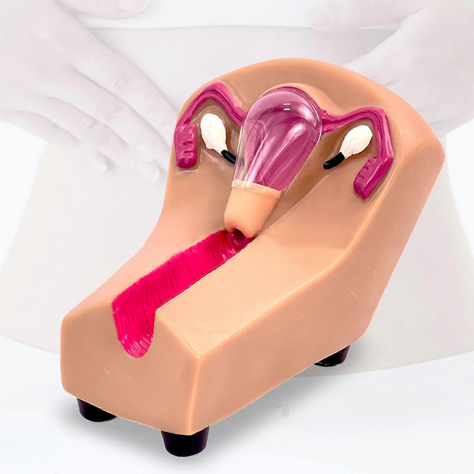 IUD Contraception Training Model for Nursing Students Obstetrics Gynecology Practice Simulator