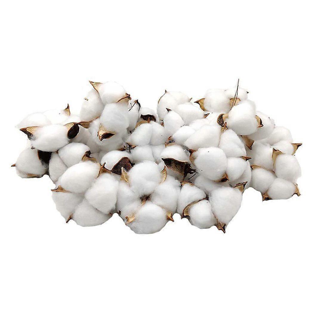Pamut bolls 30 db természetes színű szárított pamut golyó fehér pamut gallyrudak tökéletes koszorúkhoz