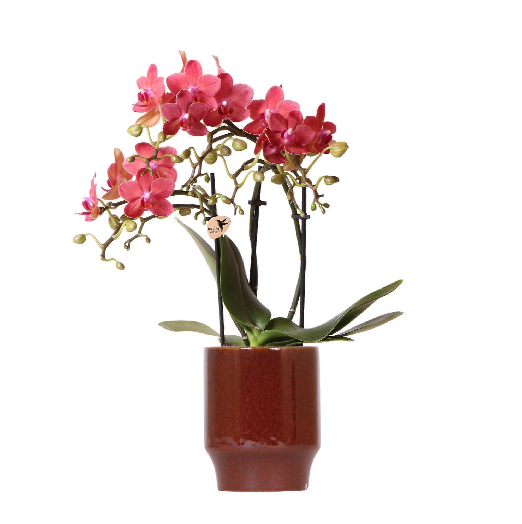 Rote Phalaenopsis-Orchidee - Kongo in Classy red - Ø9cm