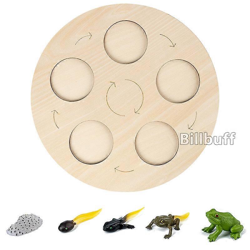 2021 Simulation Animal Frog Butterfly Ladybug Snail Life Growth Cycle Board Set Teaching Tool Educational Toys for children Gift