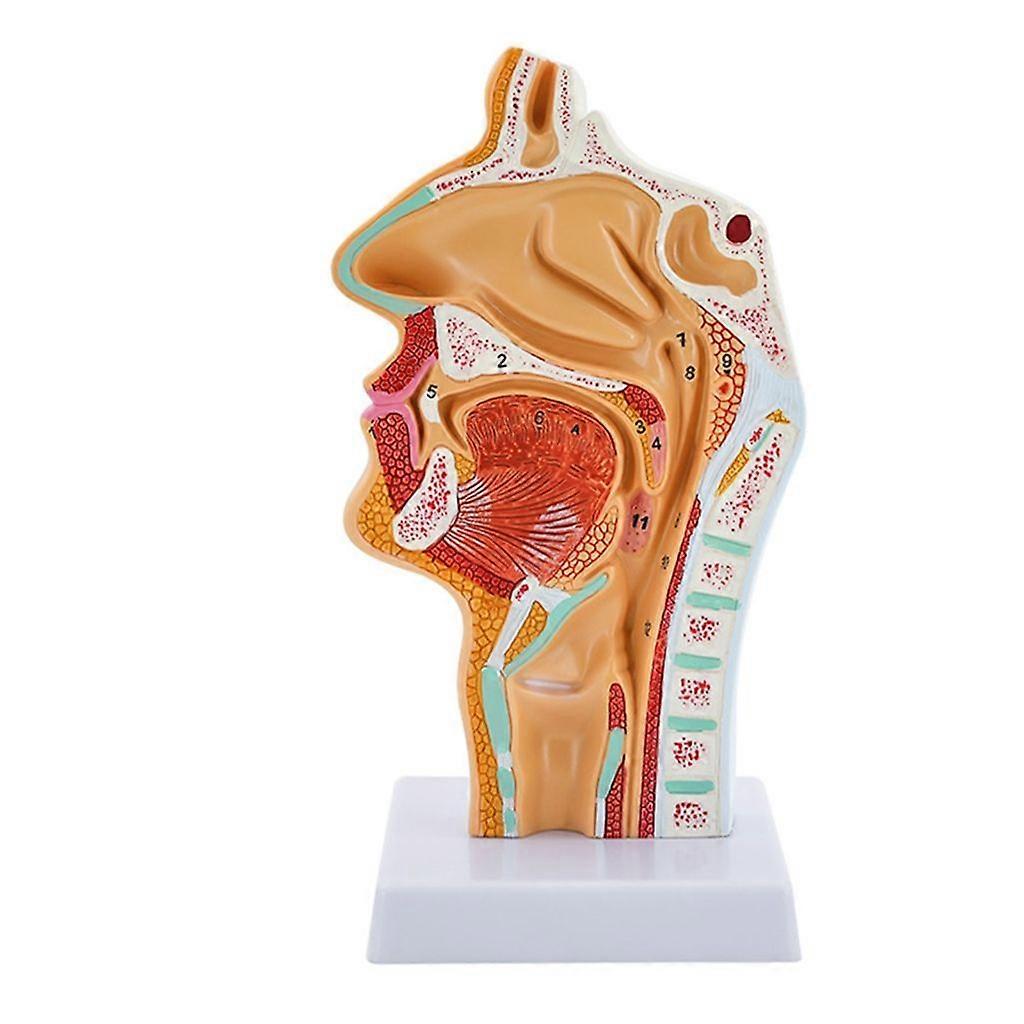 解剖学的鼻腔喉モデル 人間の鼻腔喉解剖学モデル