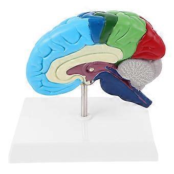 Human Brain Models 1:1 Scale Anatomy Model For Neuroscience Learning Teaching Science Classroom Study Display Medical Model