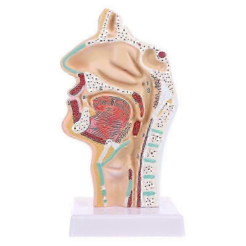 Anatomically Accurate Nasal Throat Teaching Model