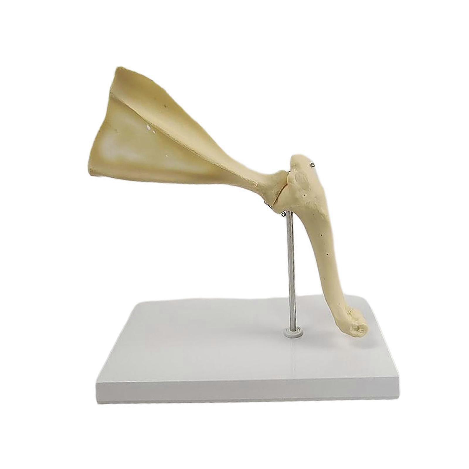 Anatomische Form Lebensechtes tragbares Handwerk Dekoratives Hundeskelett Display Form Schultergelenk