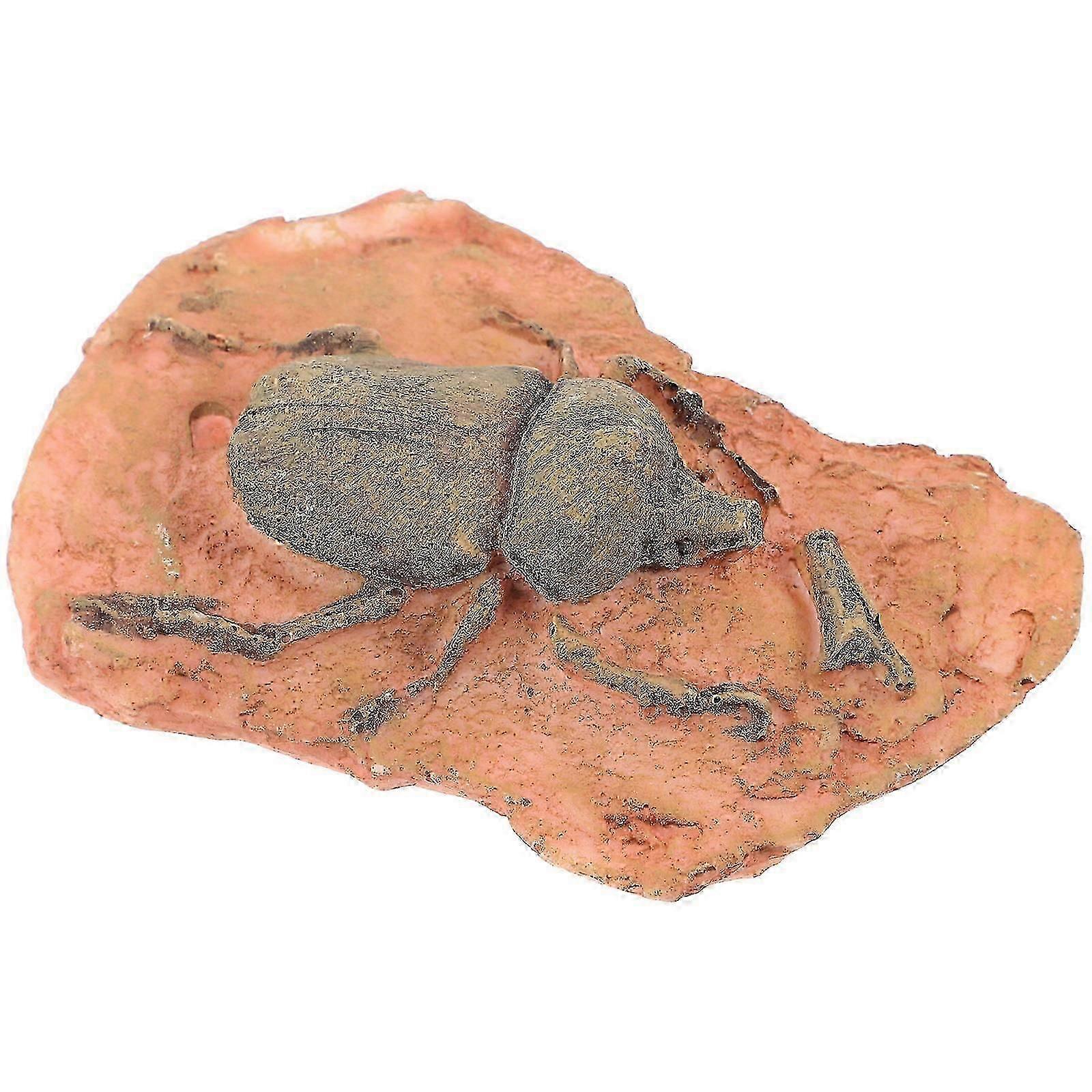 Ornament Paleontological Decoration for Teaching