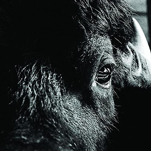 Killbodyチューニング - ピクトリアル[CD]