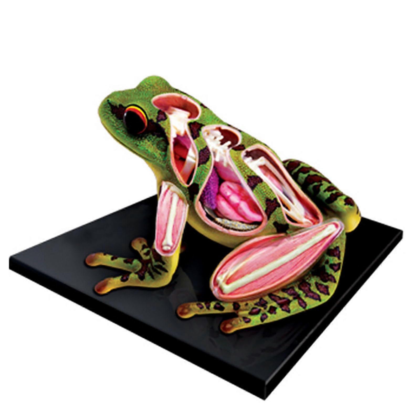 Frosch Anatomical Model Removable 31Part Anatomy Model For Study And Teaching Display Plastic Body Parts Model