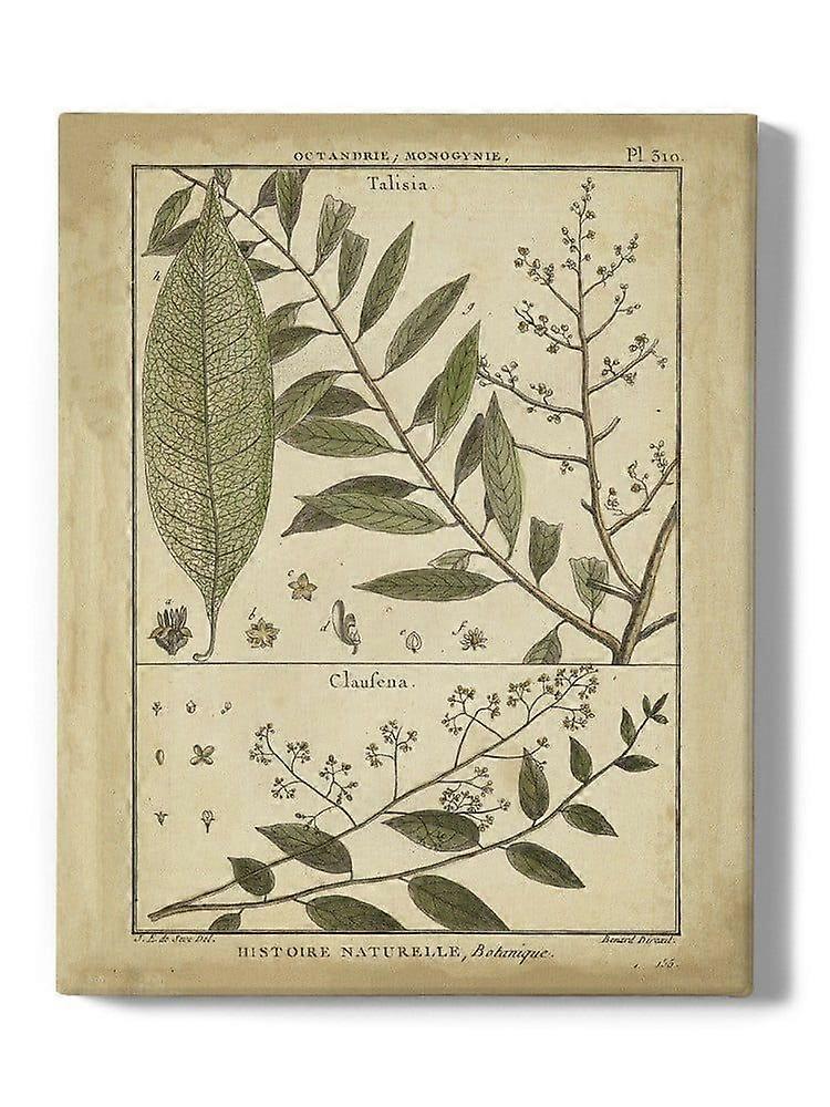 Talisia en Claufena bladeren verpakt Canvas - Denis Diderot ontwerpen,-ouyac332
