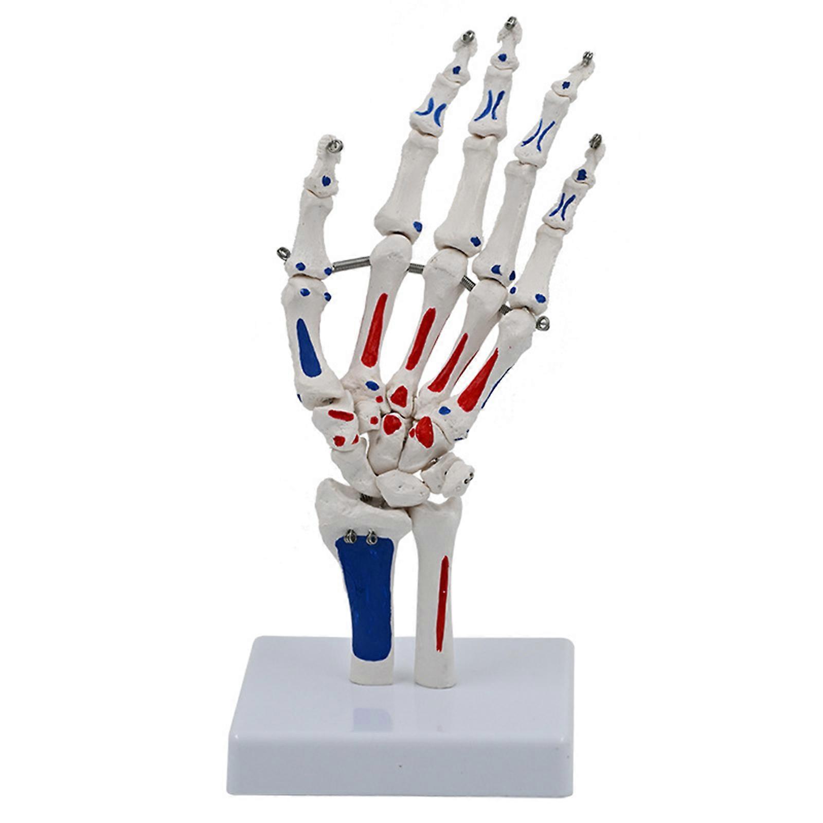 Life Size Hand Joint Model Hand Skeleton Model Showing Ulna and Radius Medicals Anatomy Model for Science Education Multicolor