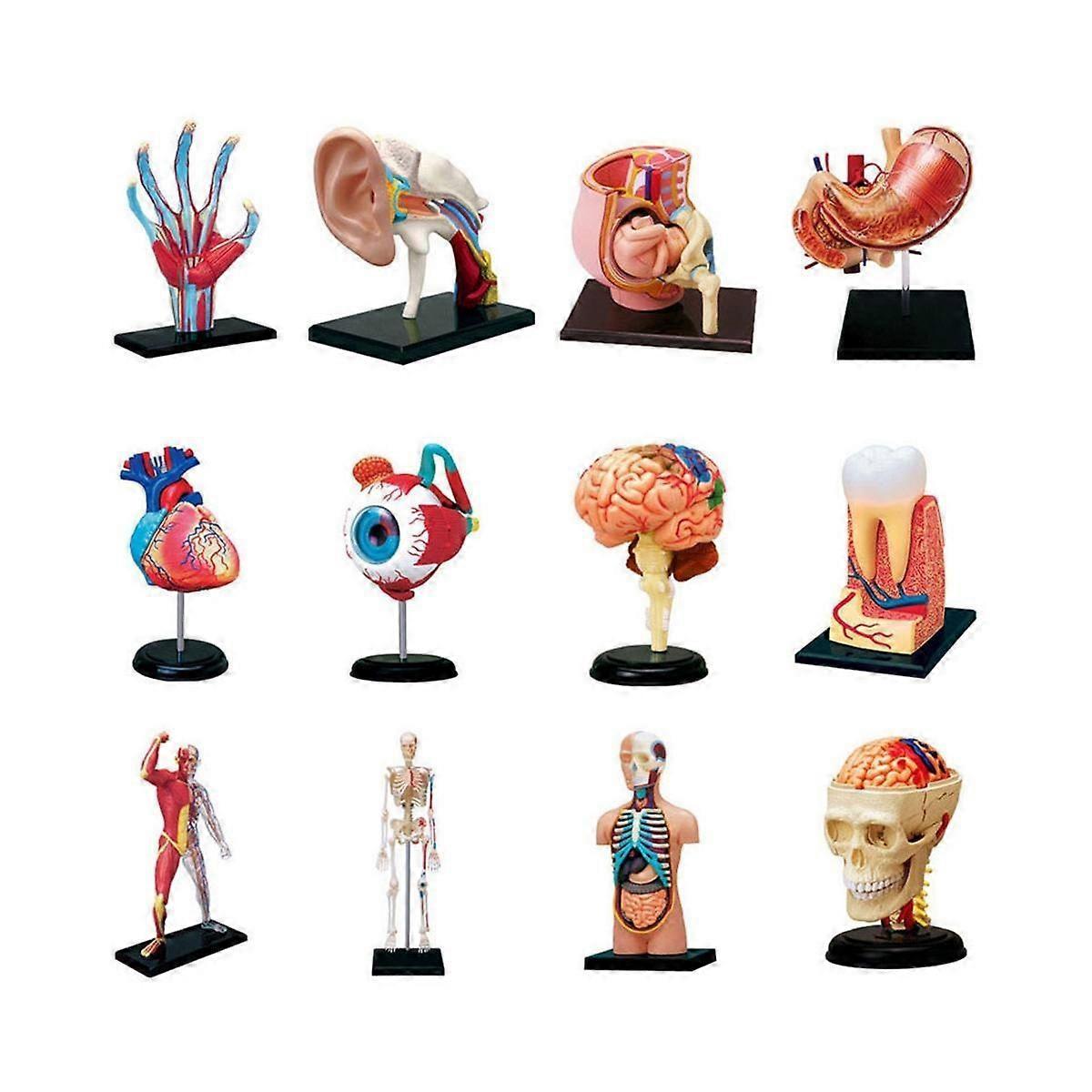 Human Body Torso Model with Removable Organs, Compatible with Education Teaching Study for Class Students
