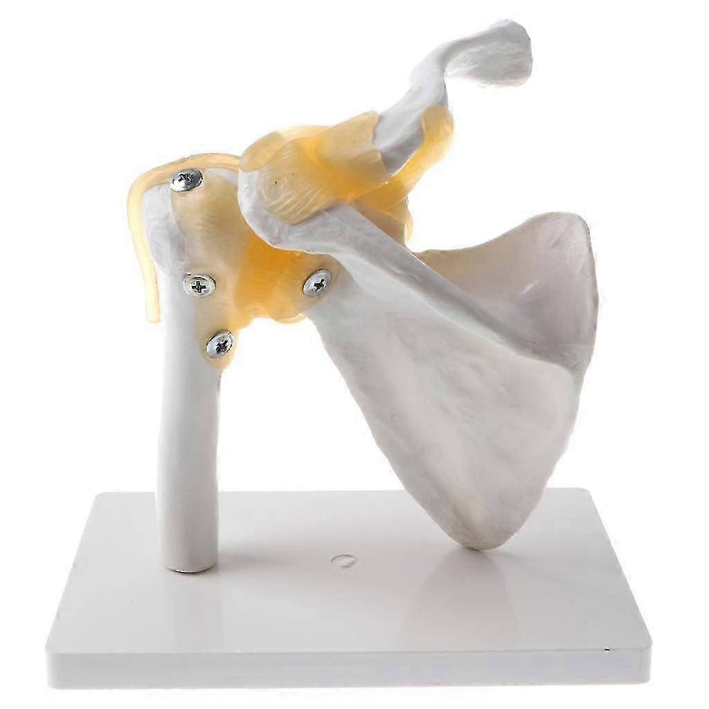 Human Shoulder Joint Model, Flexible, Anatomically ShoulderH