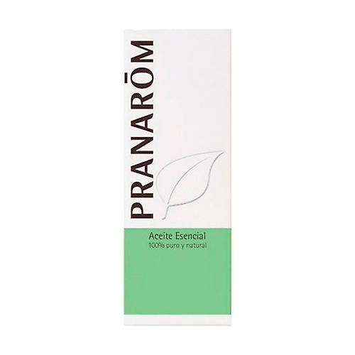 Dill Essential Oil 10 ml of essential oil