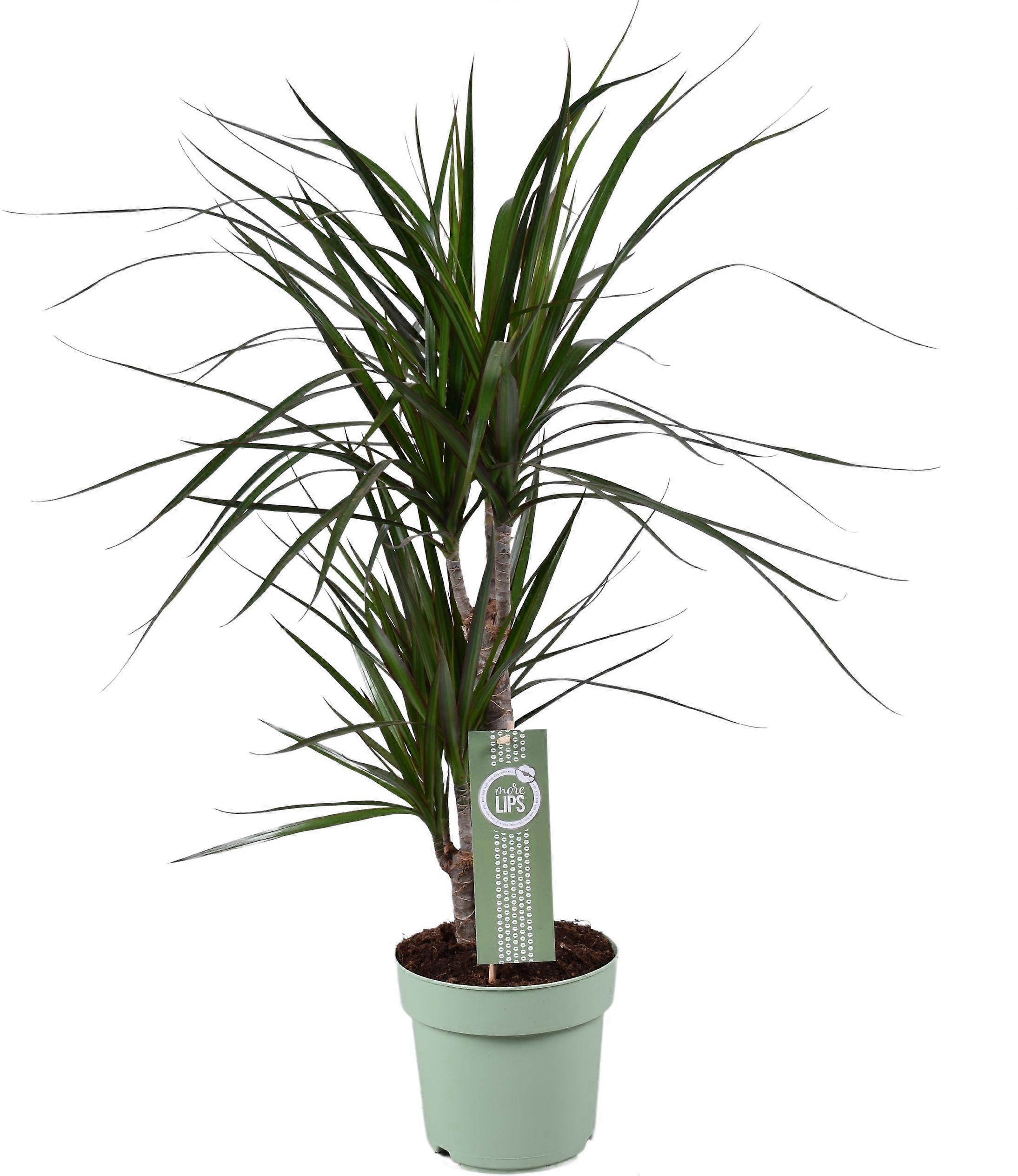 Dracaena Marginata - 60-70cm - Ø17cm