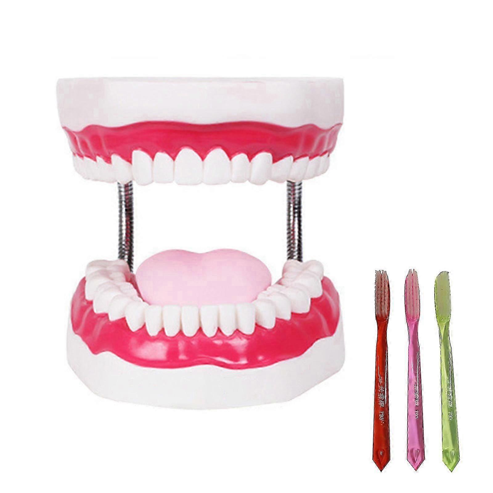 Tooth Model Dental Brushing Model With Tongue And Giant Denture Teaching Study Brushing Tooth Model Tools