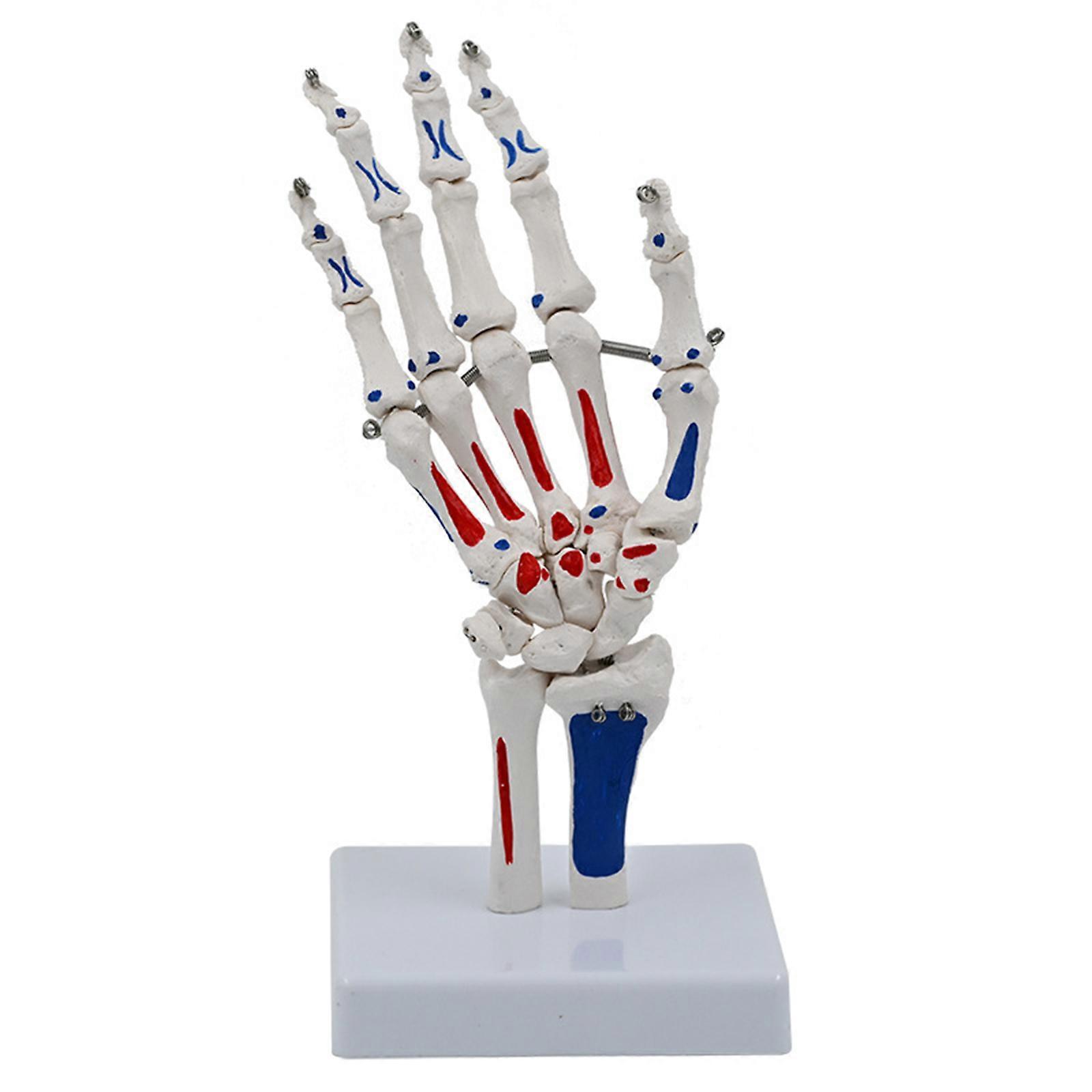 Human Hand Joint Model Hand Skeleton Model Medicals Model Life Size Skeletal Hand Model Teaching Model Supplies Multicolor