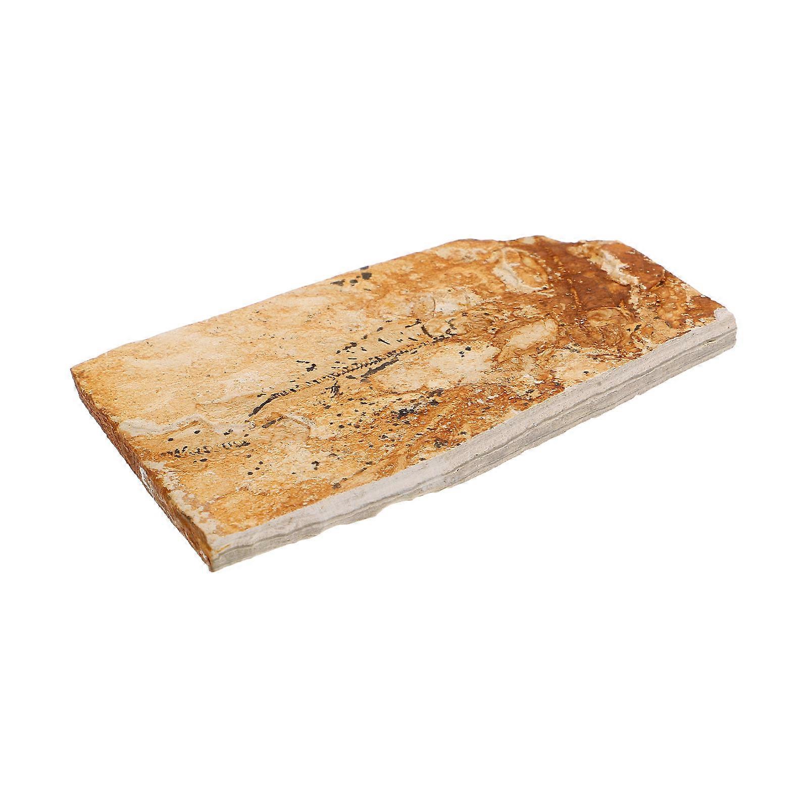 Teaching Fish Specimen Decoration Set with 2Pcs for Science Education