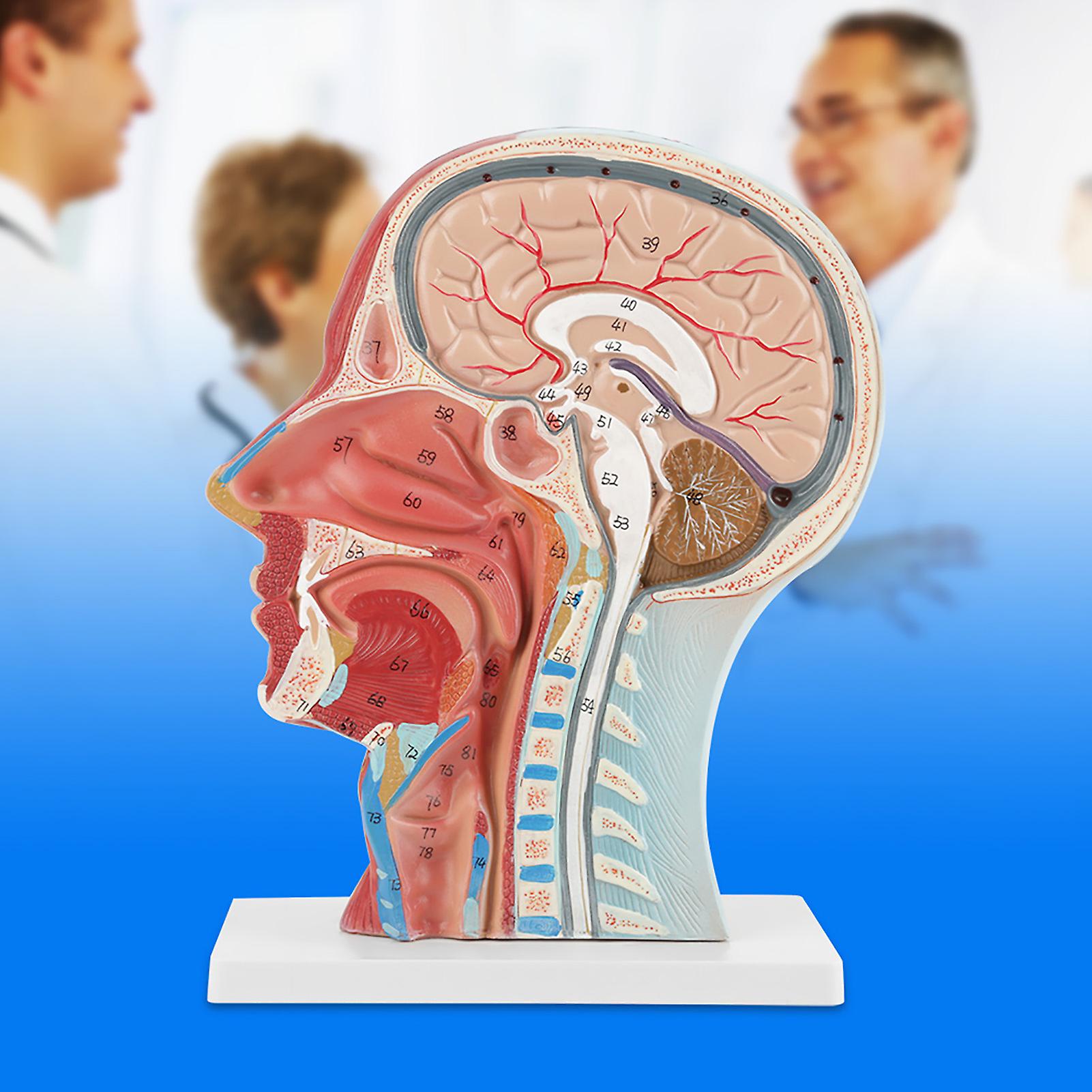 Fictory Head Neck Model Fictory Anatomical Medical Life Size Head Brain ...