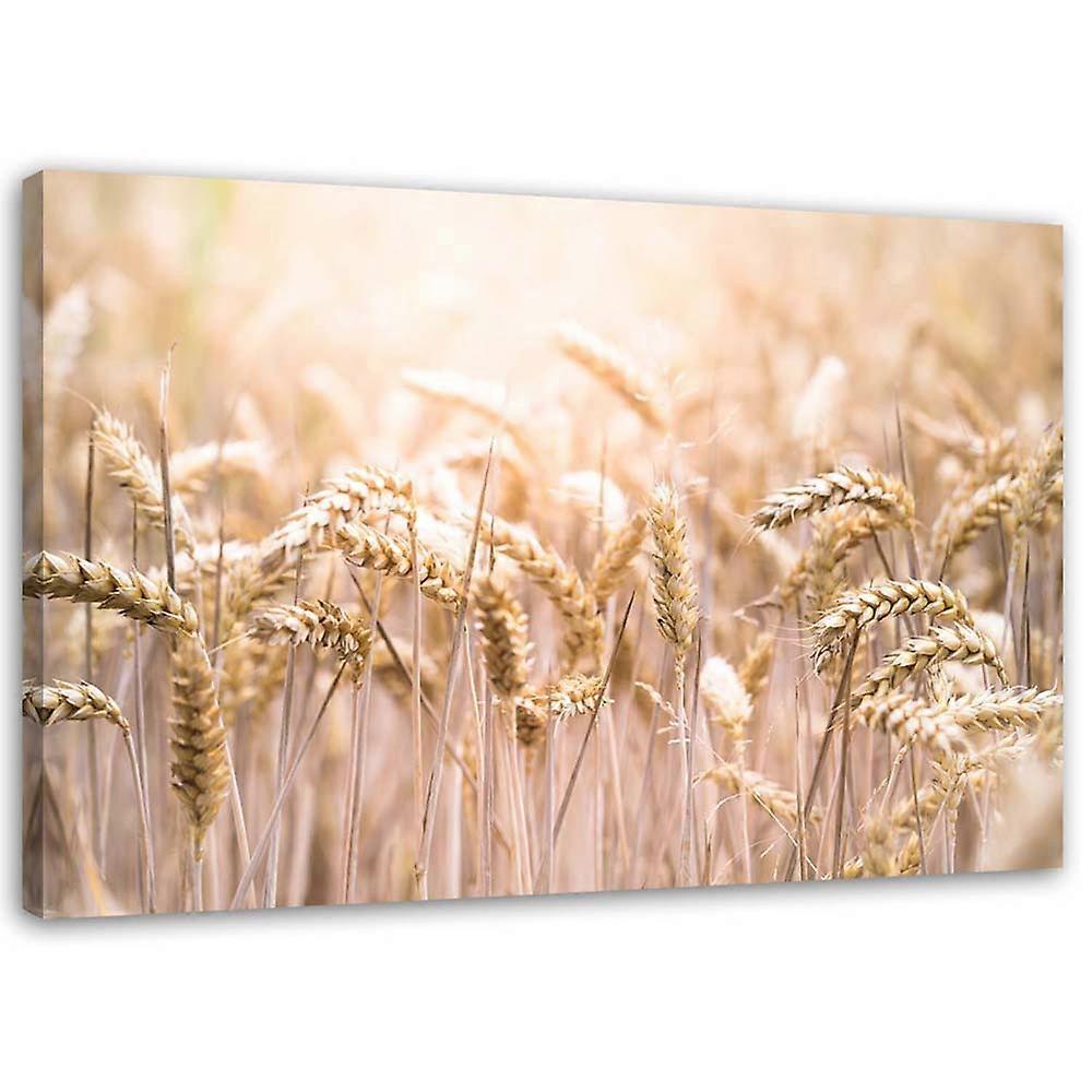 Fotobehang, Granen in de zon - 100x70