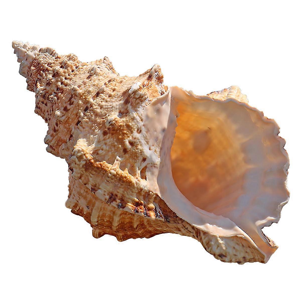 Large Natural Conch Shell 14cm Authentic Ocean Collection for Wedding Decor Crafts Aquarium