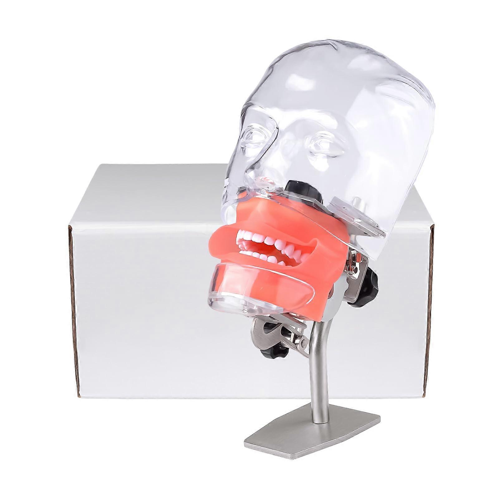 Dental Phantom Head Simulator Manikin with Detachable Teeth 32PCS for Training and Education