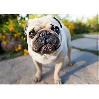 PUG  Jigsaw Puzzles TD925