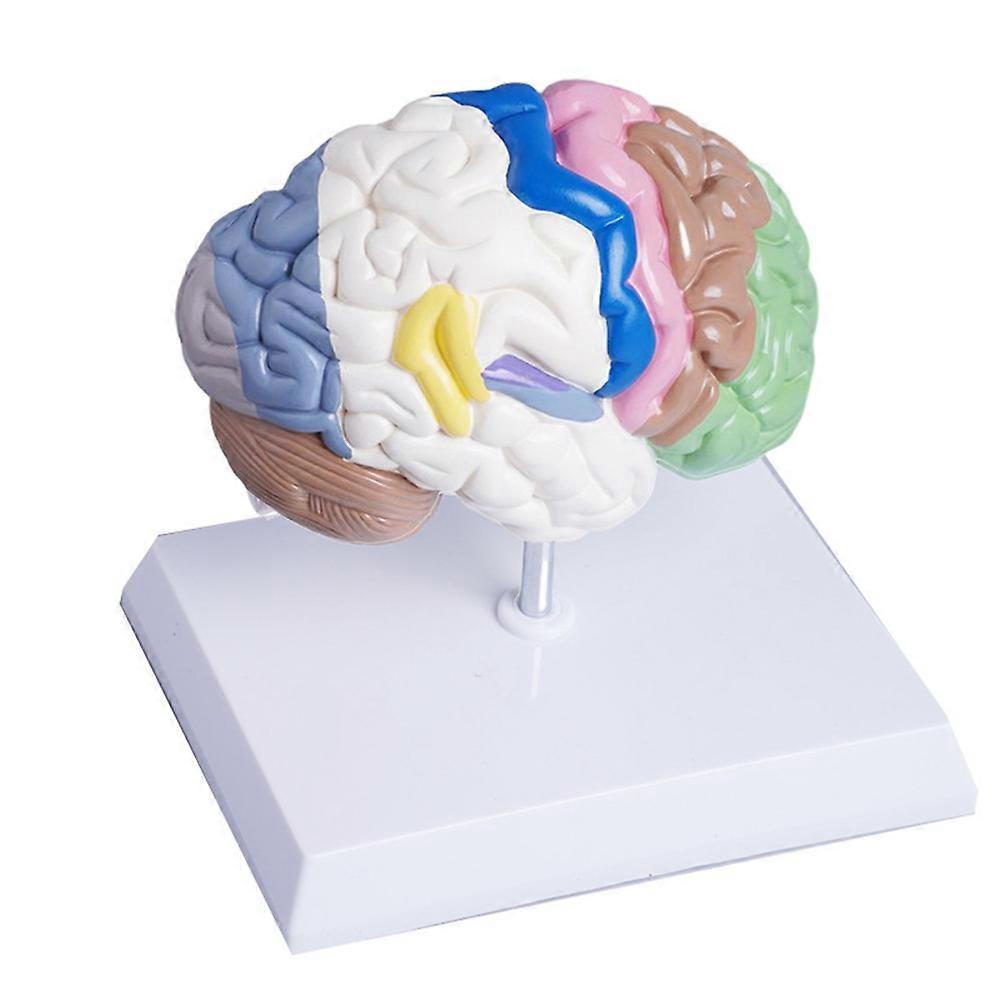Human Half Brain Anatomy Model Life Size Anatomical,Brain Model Medical Tool Teaching Use,Cerebral