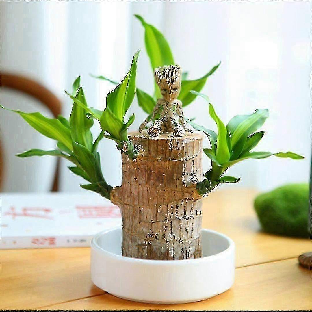 迷你巴西幸运木桩 - 用于水培盆栽植物的神奇发芽幸运竹 - 小型室内办公室装饰迷你植物
